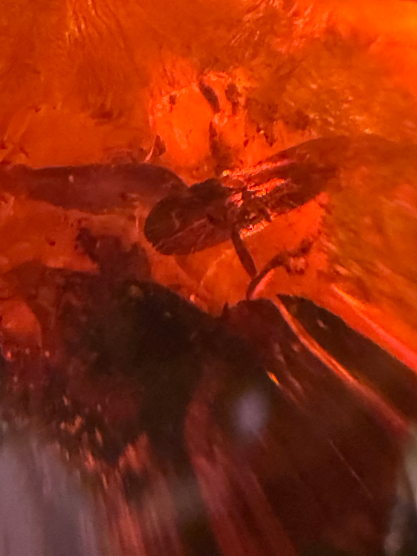 Museum Size Baltic Amber Pendant 105 g Natural Inclusions Sterling Silver 925 Rare Collector Specimen